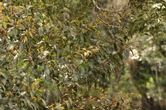 Pterocelastrus rostratus