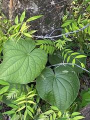 Piper umbellatum