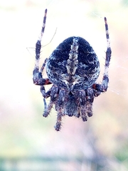 Neoscona orizabensis