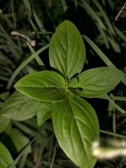 Synedrella nodiflora