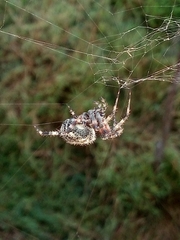 Neoscona orizabensis