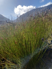 Hypodiscus argenteus