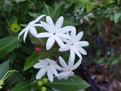 Jasminum elongatum