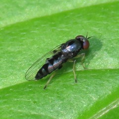 Bertamyia notata