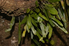 Pyrrosia
