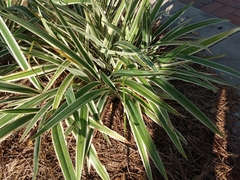 Dianella tasmanica