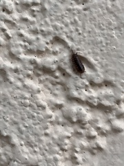 Armadillidium nasatum