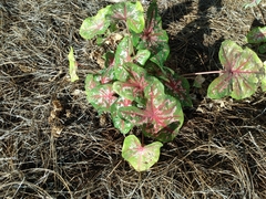 Caladium bicolor