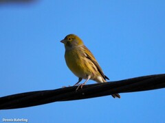 Serinus canaria