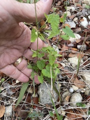 Fleischmannia incarnata