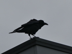 Corvus macrorhynchos japonensis