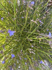 Lobelia linearis
