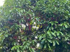 Syzygium malaccense
