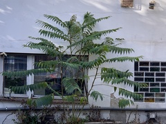 Ailanthus altissima