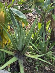Aloe vera