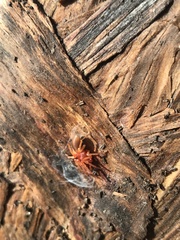 Dysdera