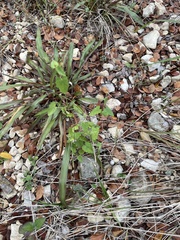 Fleischmannia incarnata