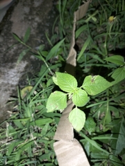 Acalypha indica