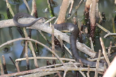 Nerodia clarkii compressicauda