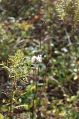Anemone virginiana