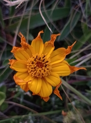 Aspilia montevidensis
