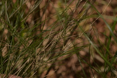 Austrostipa