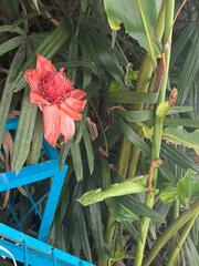 Etlingera