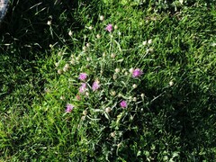 Centaurea deusta