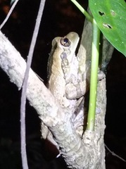 Trachycephalus typhonius