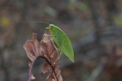 Microcentrum retinerve