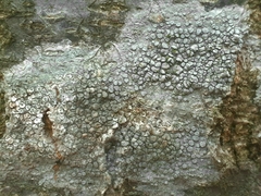Lecanora carpinea
