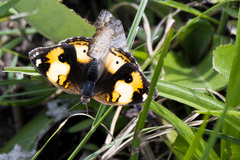 Junonia hierta cebrene