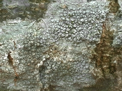 Lecanora carpinea
