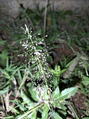 Eragrostis amabilis