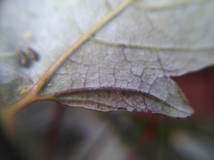 Phyllactinia marissalii