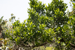 Canthium suberosum