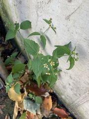 Galinsoga quadriradiata