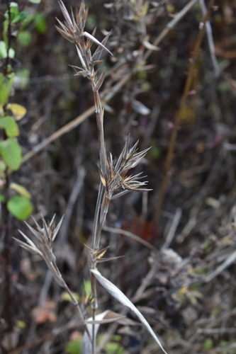 Dichanthelium scoparium iNat (1)