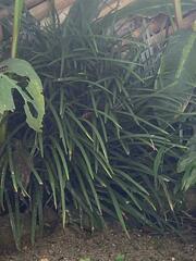 Ophiopogoneae