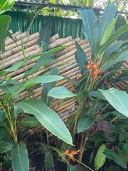 Heliconia