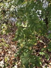 Rosa multiflora
