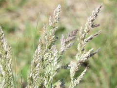 Poa ligularis