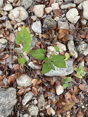 Matelea edwardsensis