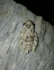 Scinax acuminatus