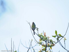 Serinus canaria
