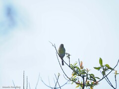 Serinus canaria