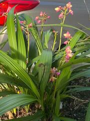 Collabieae