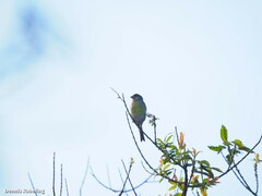 Serinus canaria