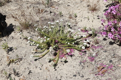 Metalasia pulchella