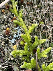 Lycopodium
